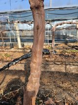 팜모닝 포도·영농일지 게시글 이미지