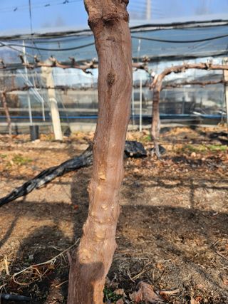 드라곤해드님의 포도 · 영농일지 작성글 사진