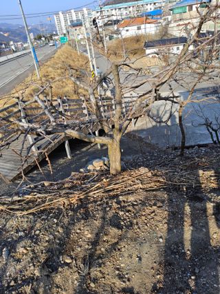 김용대님의 기타작물 · 영농일지 작성글 사진