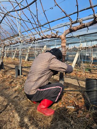 드라곤해드님의 포도 · 영농일지 작성글 사진