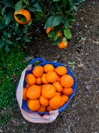 민성종묘(감귤묘목)님의 귤 · 영농일지 작성글 사진