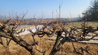 화양초보님의 기타작물 · 영농일지 작성글 사진