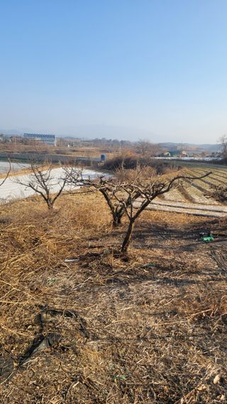 화양초보님의 기타작물 · 영농일지 작성글 사진