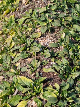 매실향기차향기님의 매실 · 영농일지 작성글 사진