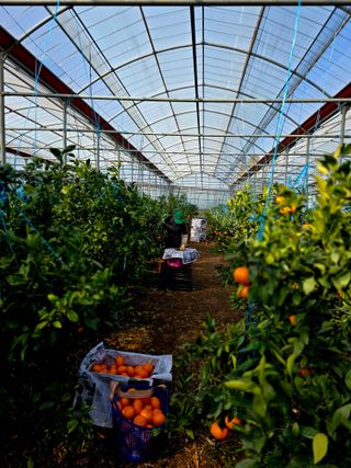 민성종묘(감귤묘목)님의 귤 · 영농일지 작성글 사진