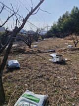 매실향기차향기님의 작성글 사진