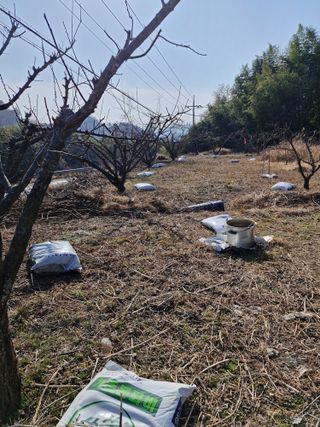 매실향기차향기님의 매실 · 영농일지 작성글 사진
