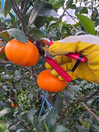 민성종묘(감귤묘목)님의 귤 · 영농일지 작성글 사진