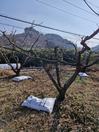 매실향기차향기님의 매실 · 영농일지 작성글 사진