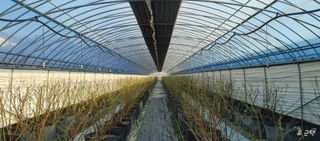 류근택님의 블루베리 · 영농일지 작성글 사진