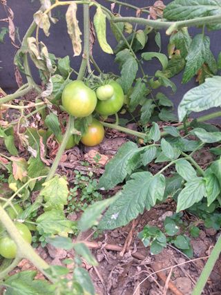 한림한경님의 기타작물 · 영농일지 작성글 사진