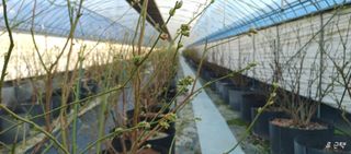 류근택님의 블루베리 · 영농일지 작성글 사진