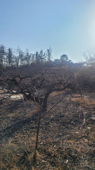 화양초보님의 기타작물 · 영농일지 작성글 사진