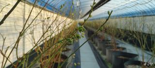 류근택님의 블루베리 · 영농일지 작성글 사진