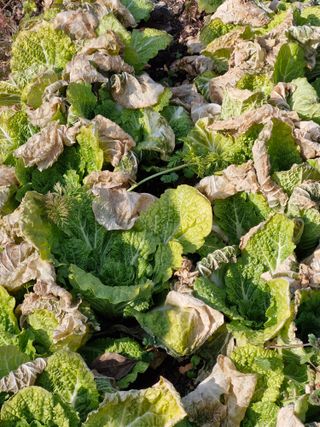 매실향기차향기님의 매실 · 영농일지 작성글 사진