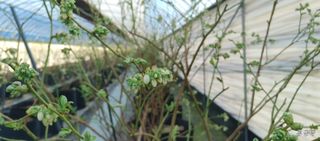 류근택님의 블루베리 · 영농일지 작성글 사진