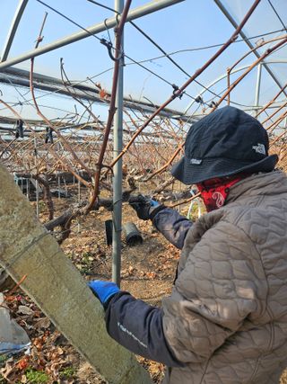드라곤해드님의 포도 · 영농일지 작성글 사진