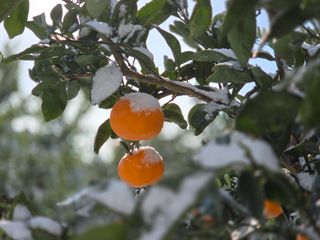 산방자연농원님의 귤 · 영농일지 작성글 사진