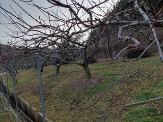 별빛농장지기님의 복숭아 · 영농일지 작성글 사진