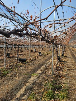 드라곤해드님의 포도 · 영농일지 작성글 사진