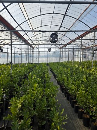 민성종묘(감귤묘목)님의 귤 · 영농일지 작성글 사진