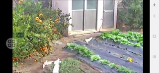 보문거사님의 기타작물 · 영농일지 작성글 사진