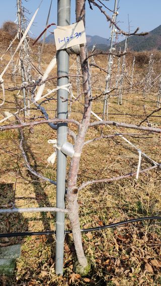 거창햇살농원 고현숙님의 사과 · 영농일지 작성글 사진