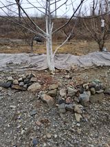 팜모닝 기타작물·영농일지 게시글 이미지