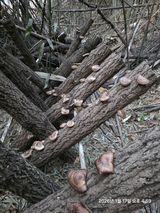 팜모닝 버섯·영농일지 게시글 이미지