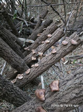 미날기미(김원영)님의 버섯 · 영농일지 작성글 사진