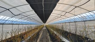 류근택님의 블루베리 · 영농일지 작성글 사진