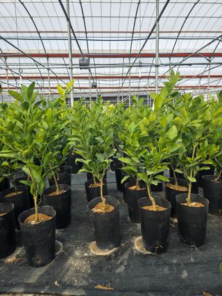 민성종묘(감귤묘목)님의 귤 · 영농일지 작성글 사진