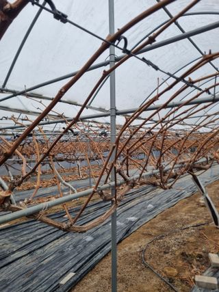 회현농원 샤인머스켓님의 포도 · 영농일지 작성글 사진