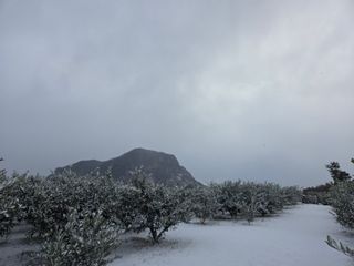 산방자연농원님의 귤 · 영농일지 작성글 사진