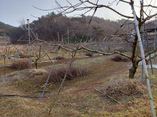 별빛농장지기님의 복숭아 · 영농일지 작성글 사진