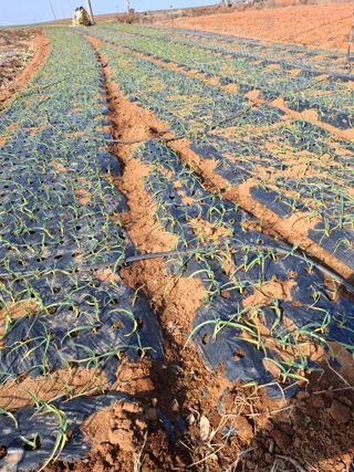 결단이님의 마늘 · 영농일지 작성글 사진