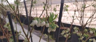 류근택님의 블루베리 · 영농일지 작성글 사진