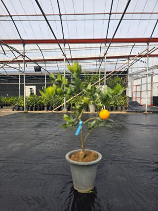 민성종묘(감귤묘목)님의 귤 · 영농일지 작성글 사진