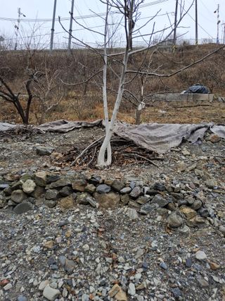 김용대님의 기타작물 · 영농일지 작성글 사진