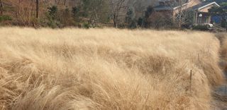 정천복님의 기타작물 · 영농일지 작성글 사진