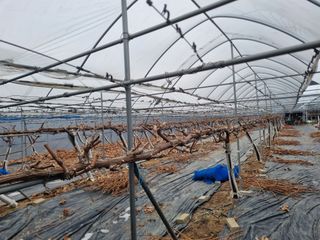 회현농원 샤인머스켓님의 포도 · 영농일지 작성글 사진