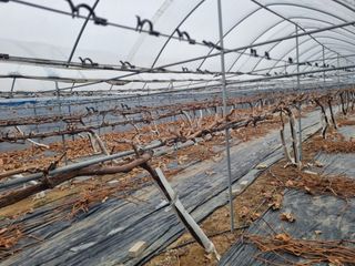 회현농원 샤인머스켓님의 포도 · 영농일지 작성글 사진