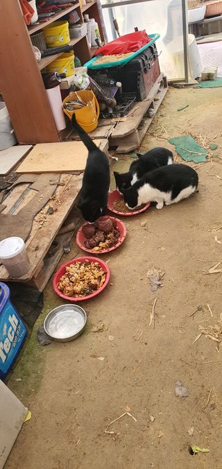 박상중님의 기타작물 · 영농일지 작성글 사진