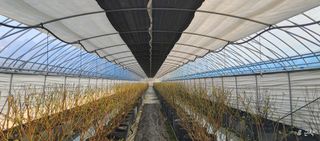 류근택님의 블루베리 · 영농일지 작성글 사진