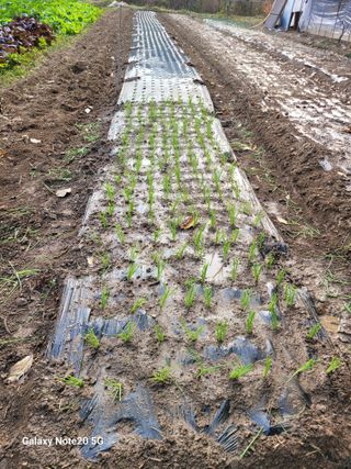 해은농장님의 마늘 · 영농일지 작성글 사진