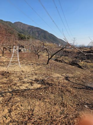 콩7431(팔공산)님의 기타작물 · 영농일지 작성글 사진