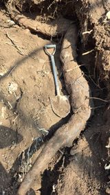 팜모닝 기타작물·영농일지 게시글 이미지