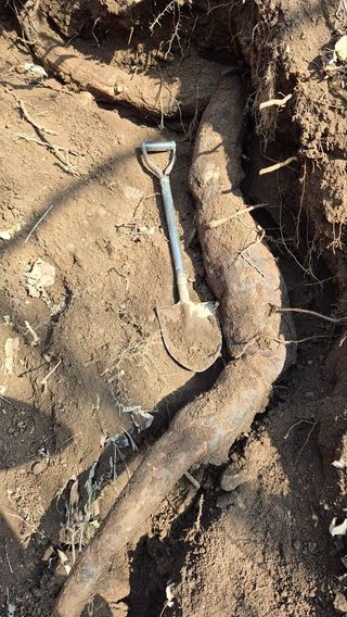 열남님의 기타작물 · 영농일지 작성글 사진