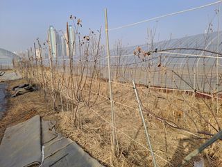 김청수 님의 고추 · 영농일지 작성글 사진