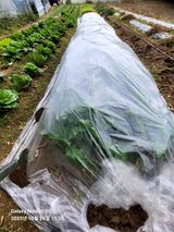 팜모닝 마늘·영농일지 게시글 이미지